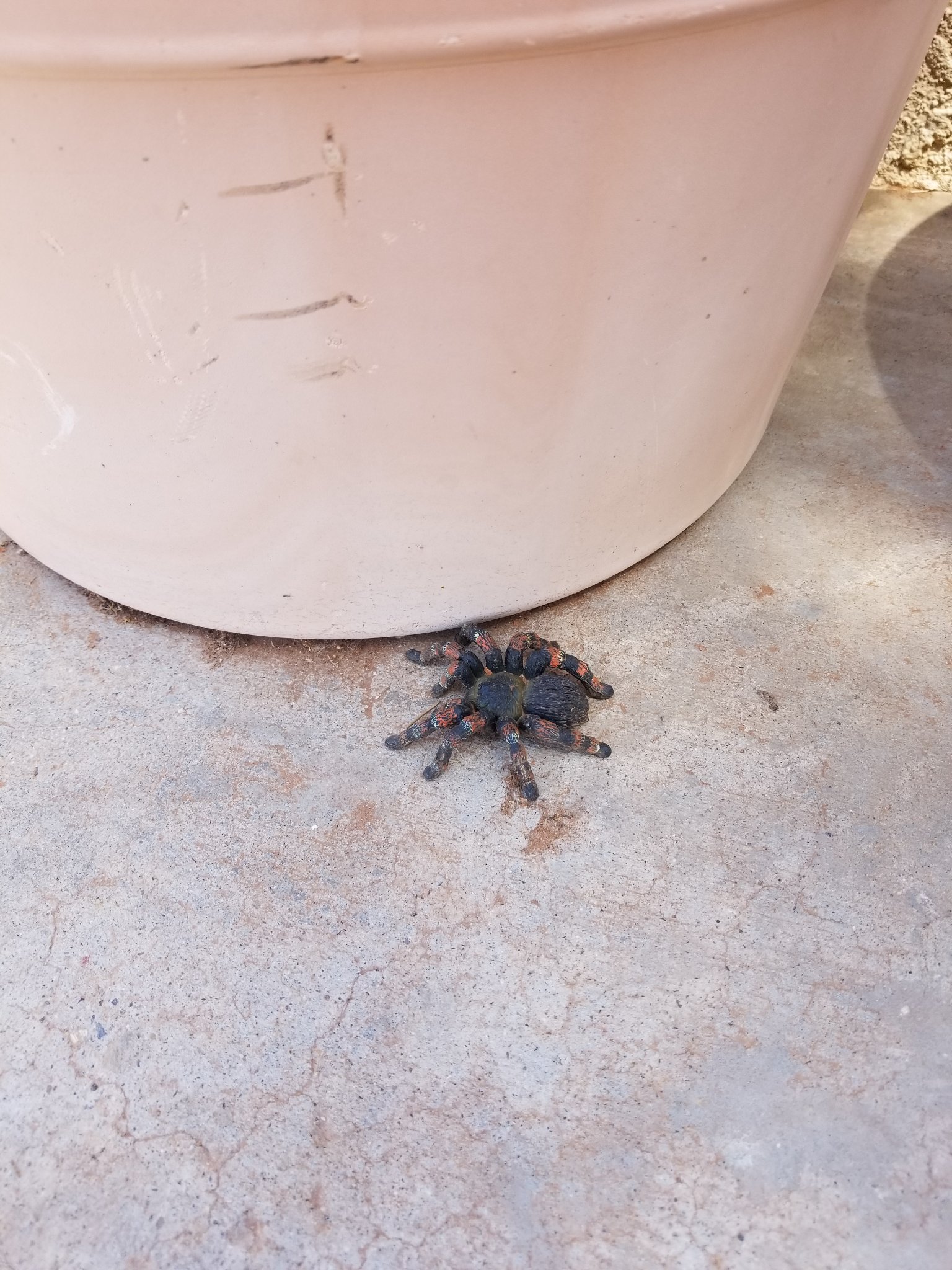 Tarantula Found on a St. George Property